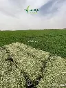 برسيم صافي2.webp
