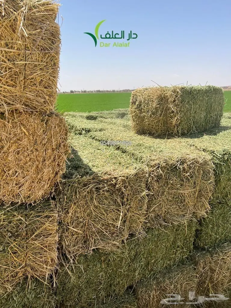 برسيم صافي.webp