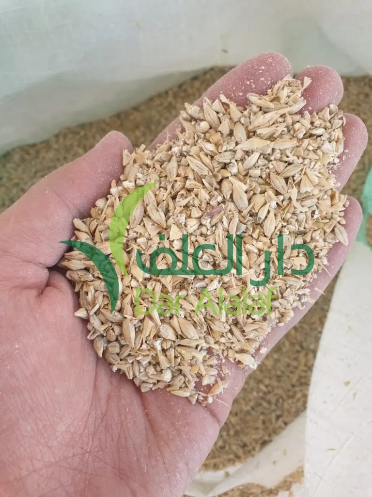 شعير بلدي مجروش