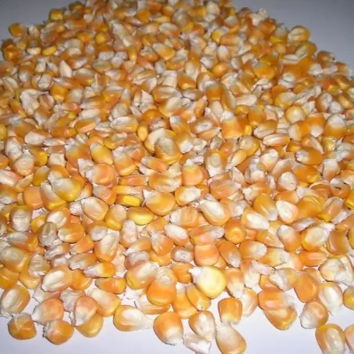 ذرة صفراء حب سائب